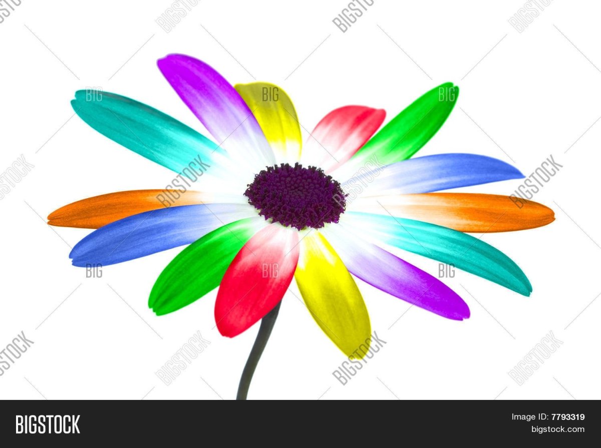 Цветок с радужными лепестками