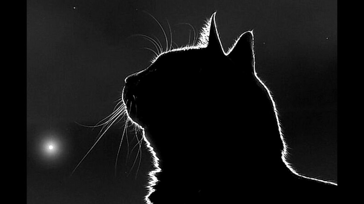 Грустный черный кот