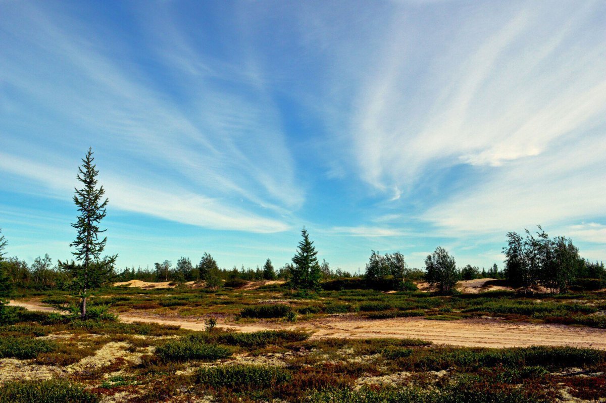 Лето тундра новый Уренгой