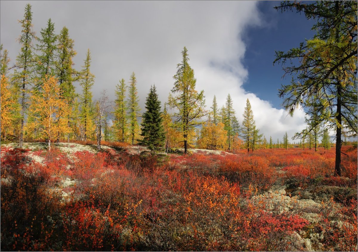 Природа Ямала осень