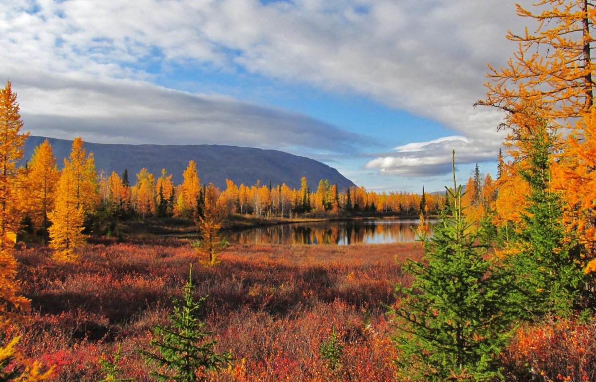 Ямал тундра осень