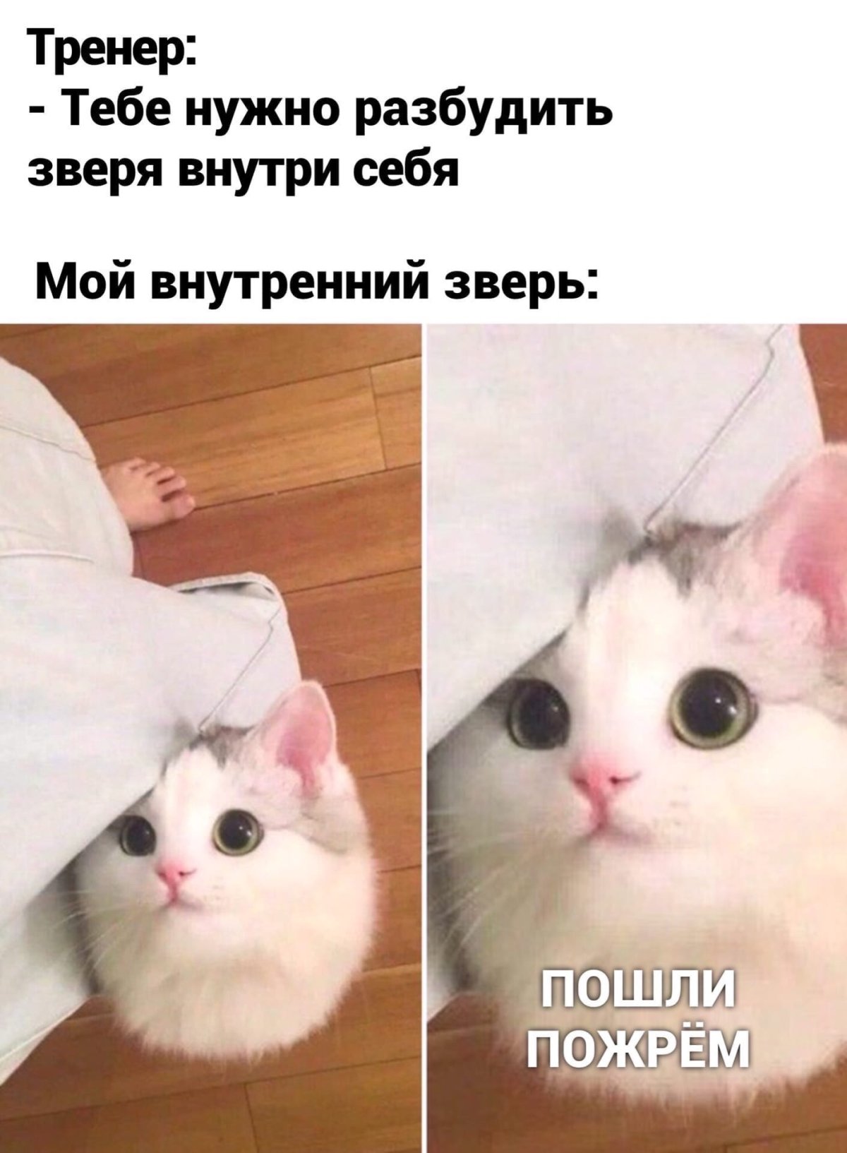 Киска человека