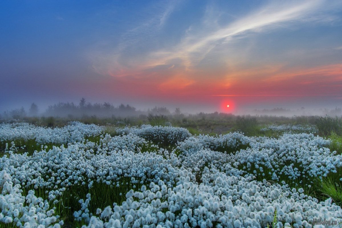 Пушица Ямал цветок