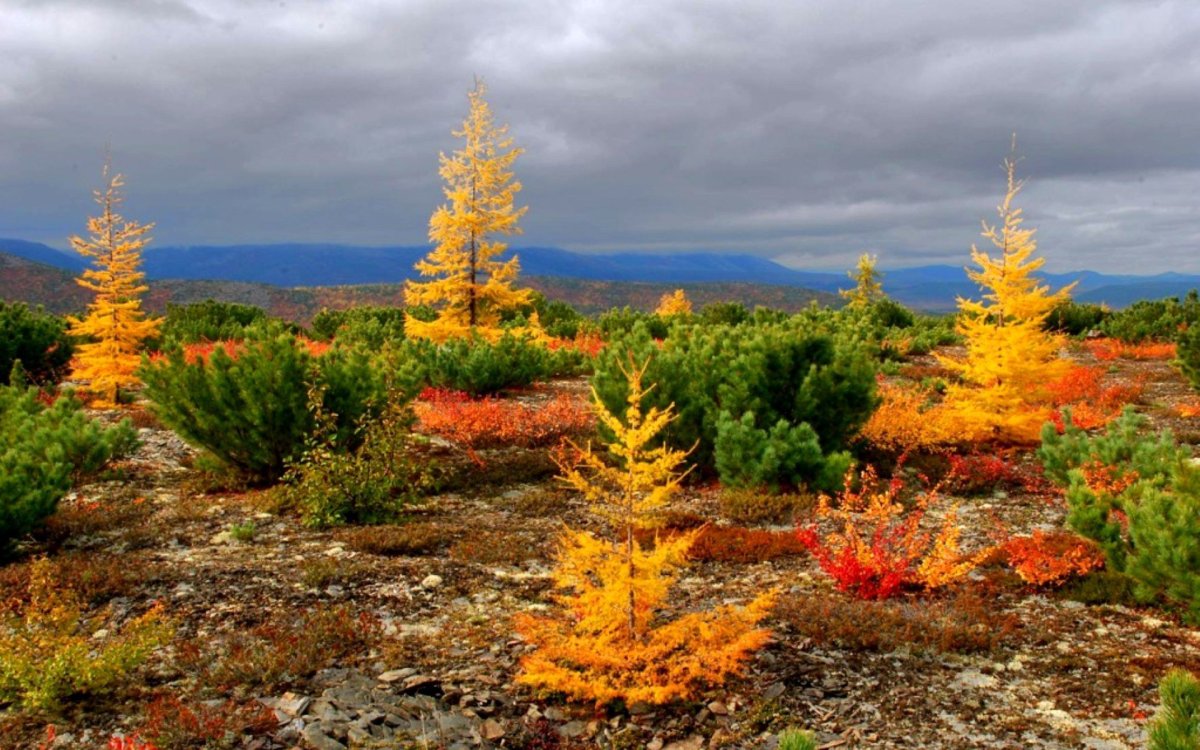Тундра Таймыр осень