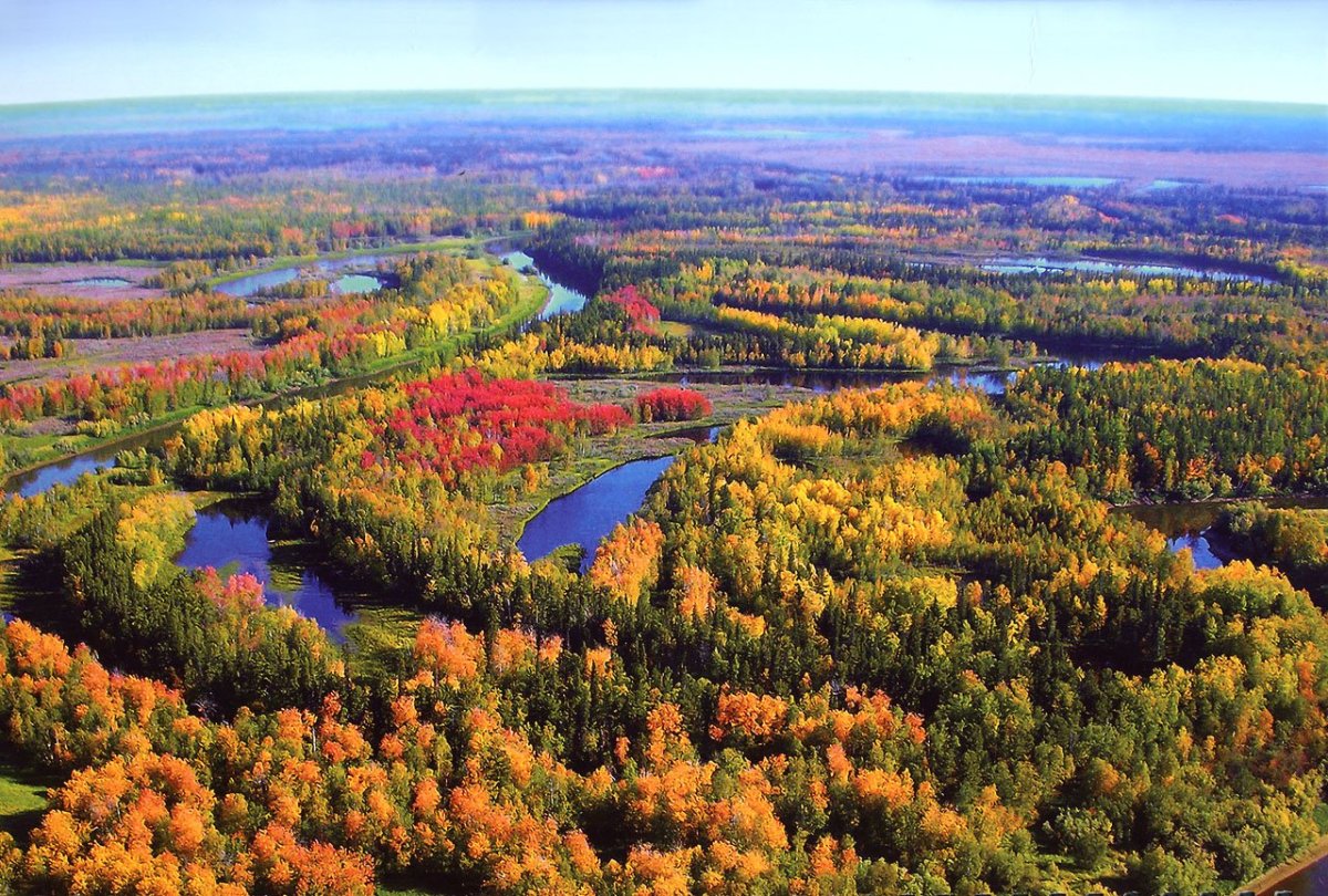 Ямало-Ненецкий автономный округ Тайга