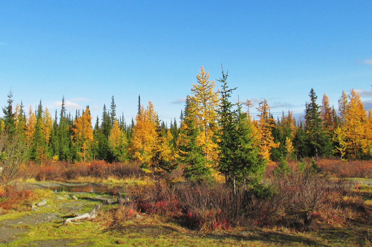 Золотая осень на Ямале