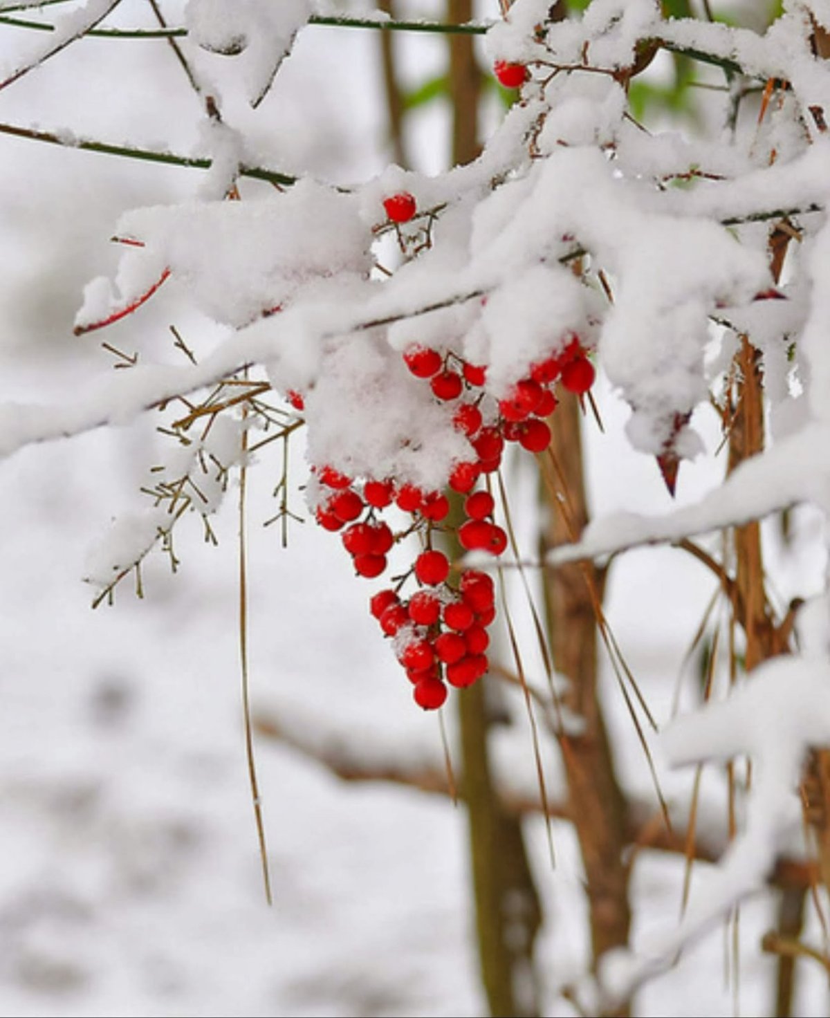 Доброе Снежное утро
