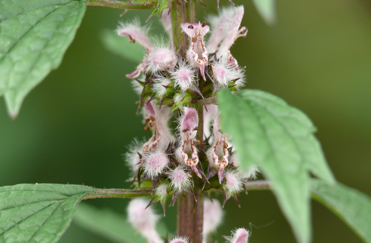 Крапива пустырник