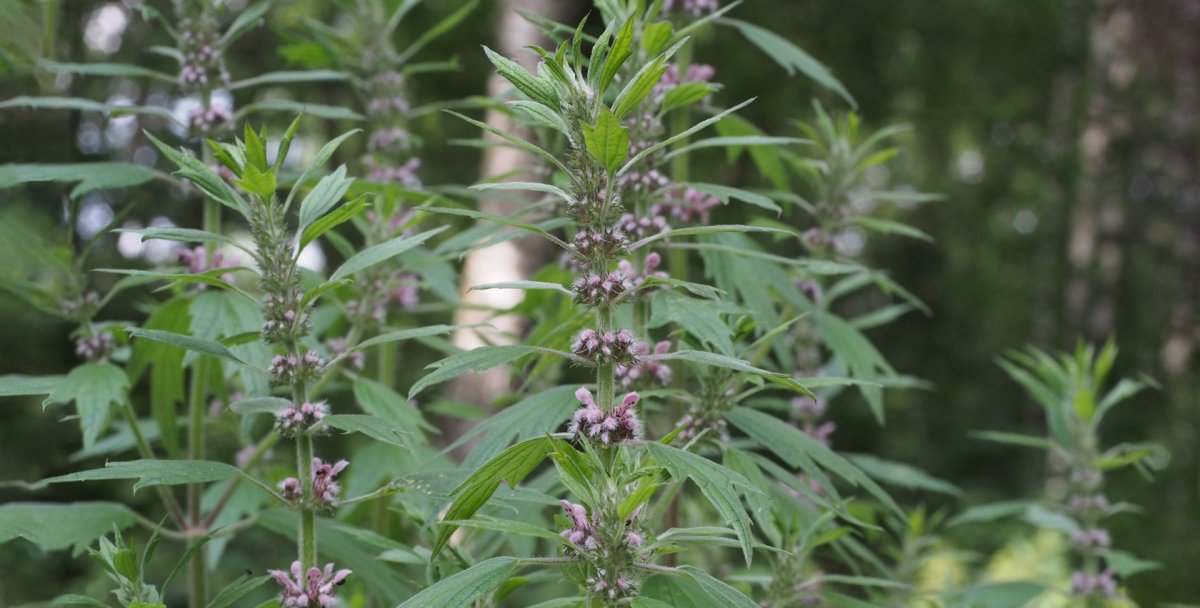 Пустырник лайфбио