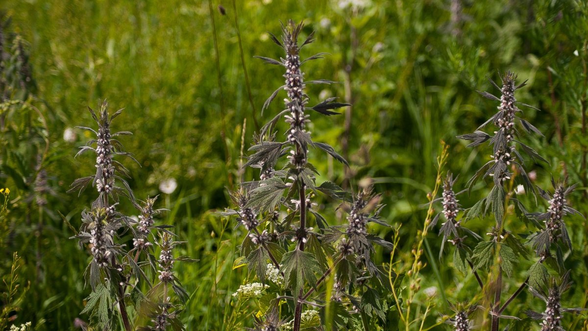 Пустырник Leonurus cardiaca