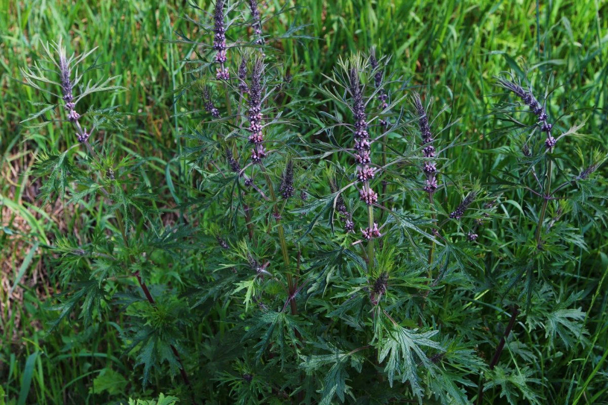 Лист пустырника рисунок