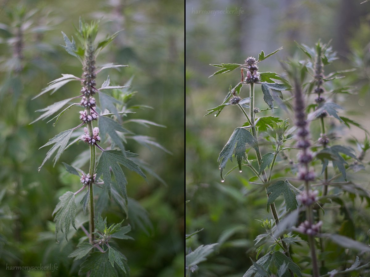 Шалфей мята пустырник