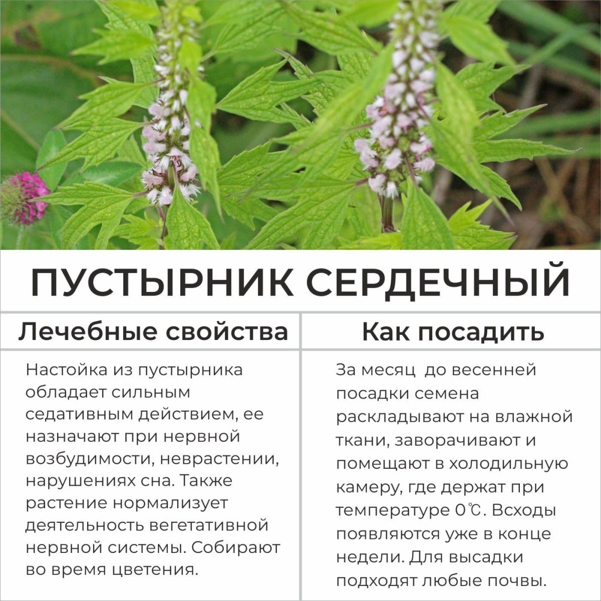 Пустырник трава