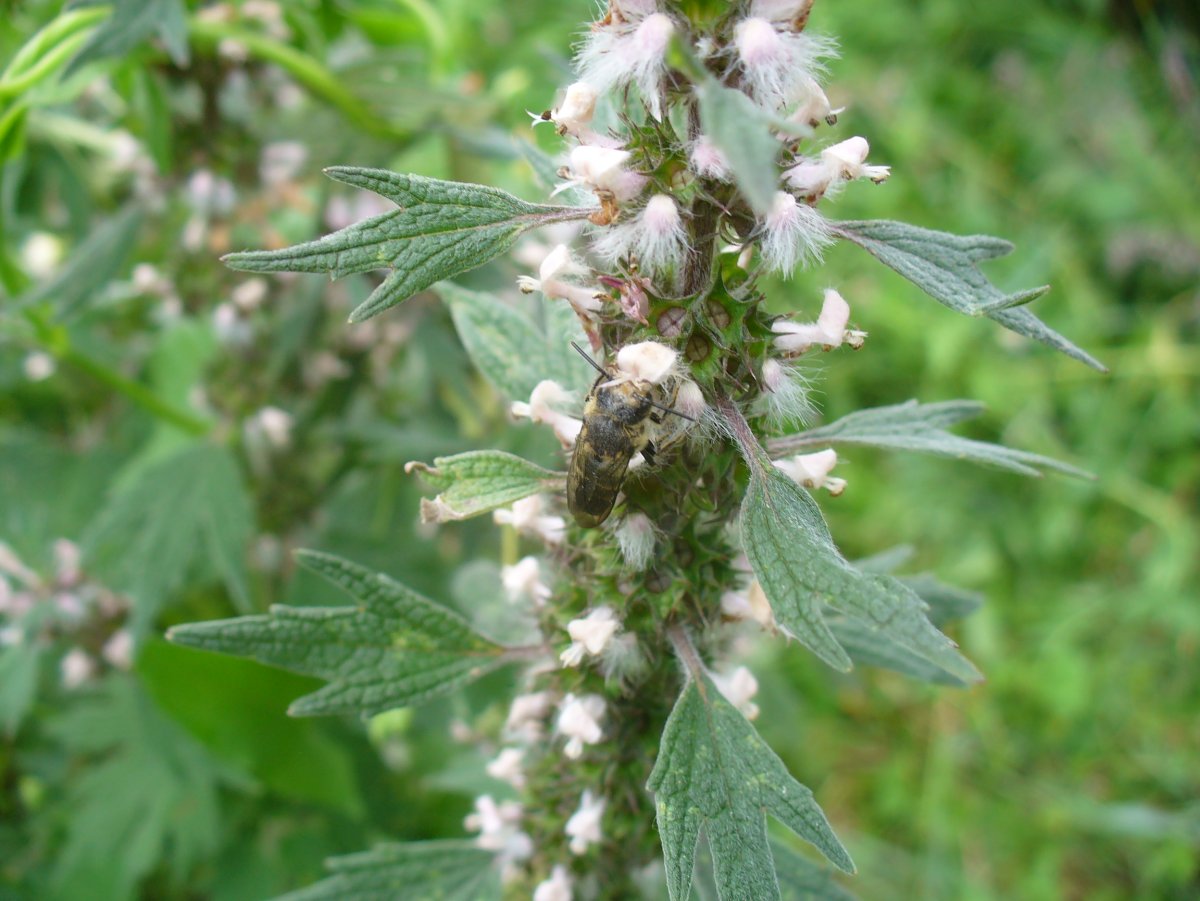 Пустырник обыкновенный