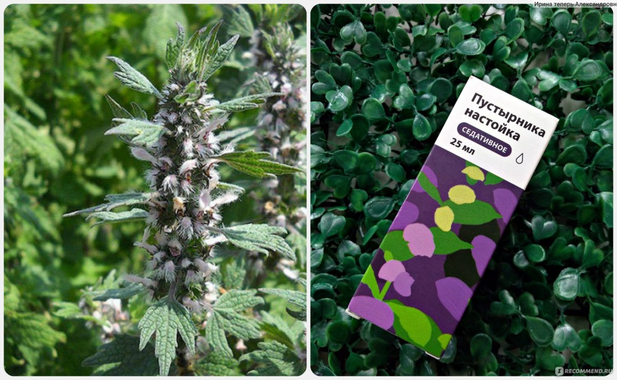 Пустырник – Leonurus cardiacus