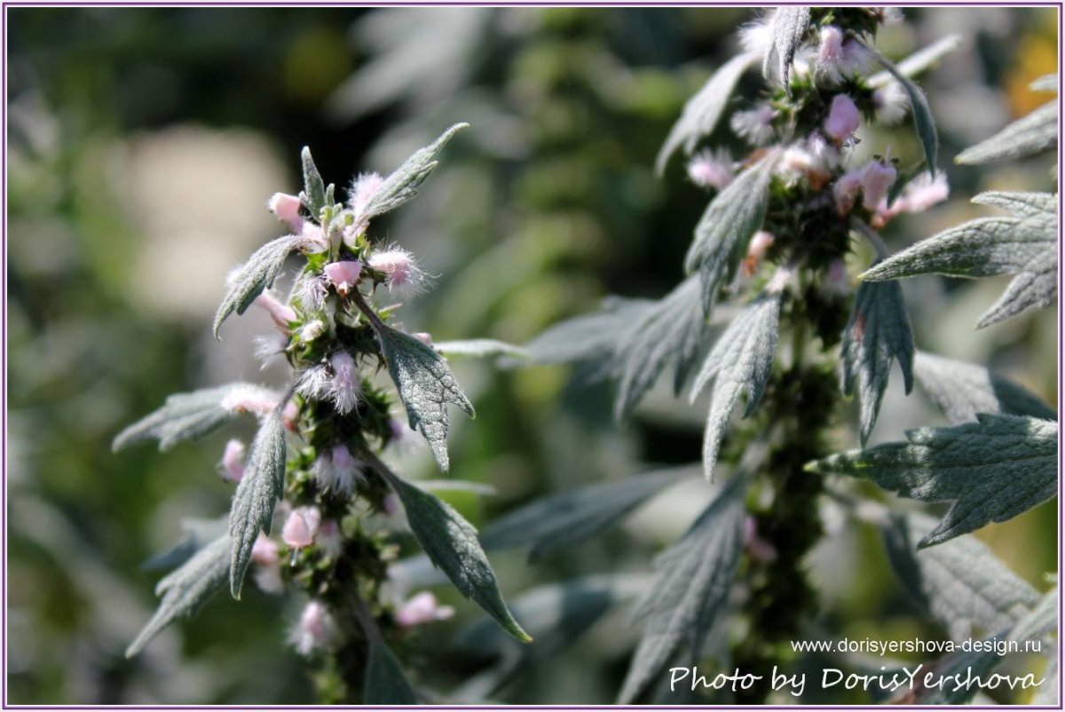 Пустырник лекарственный описание растения