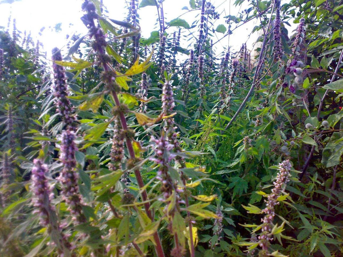 Пустырник пятилопастный гербарий