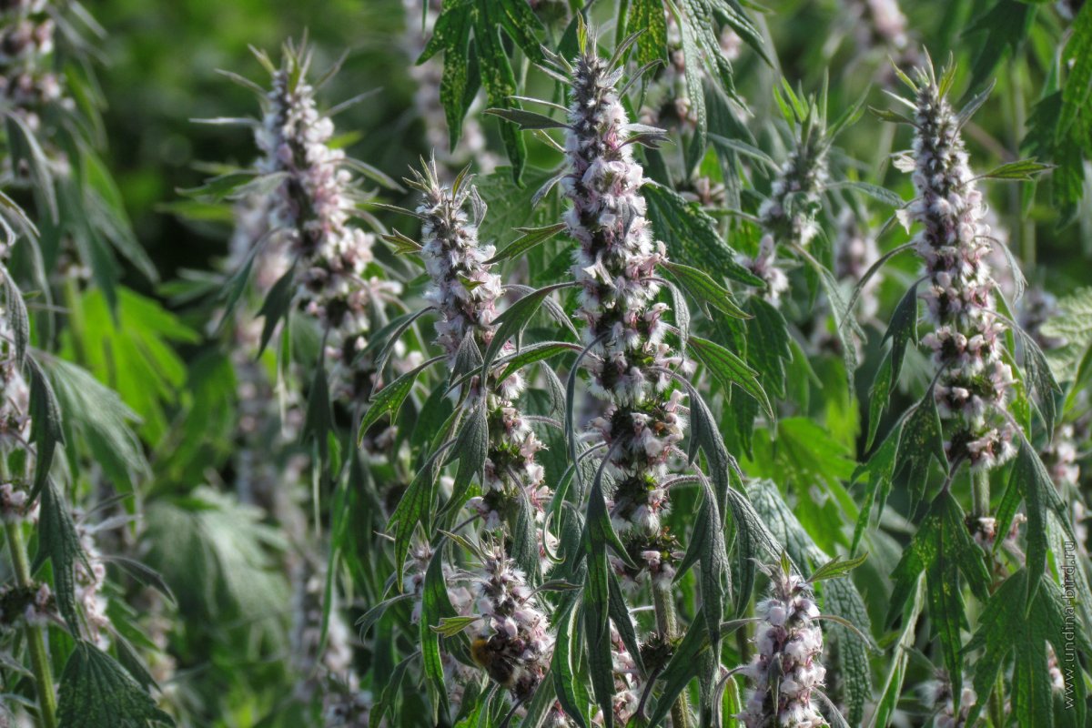 Пустырник Туркестанский