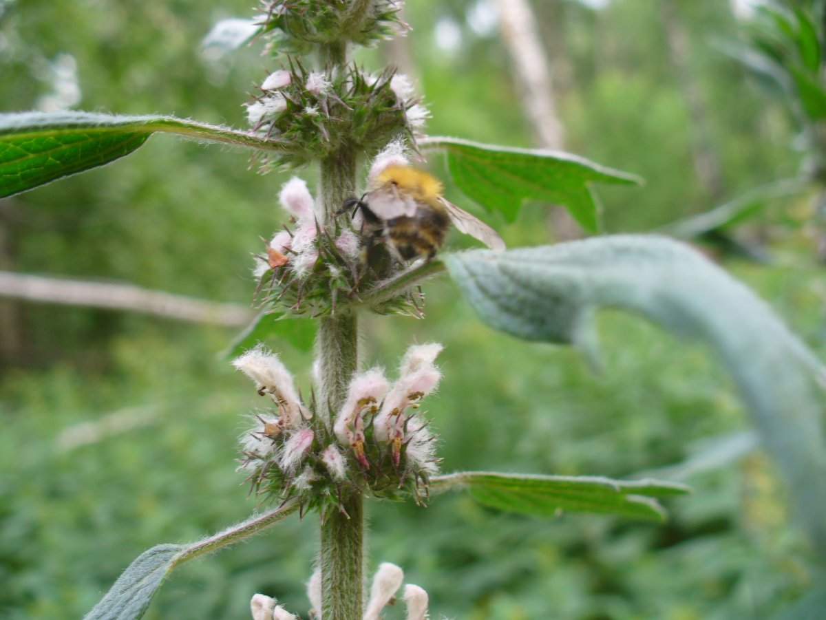 Боярышник пустырник валериана пион