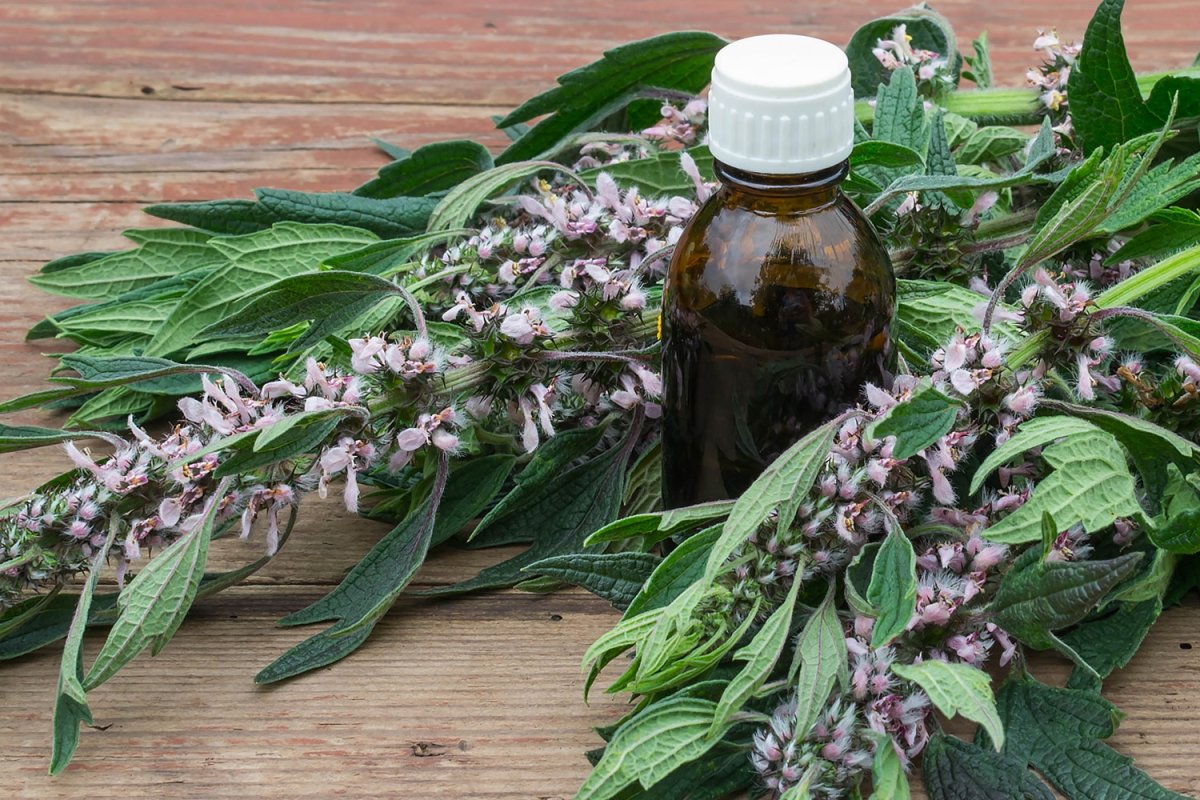 Пустырник сердечный Самарский