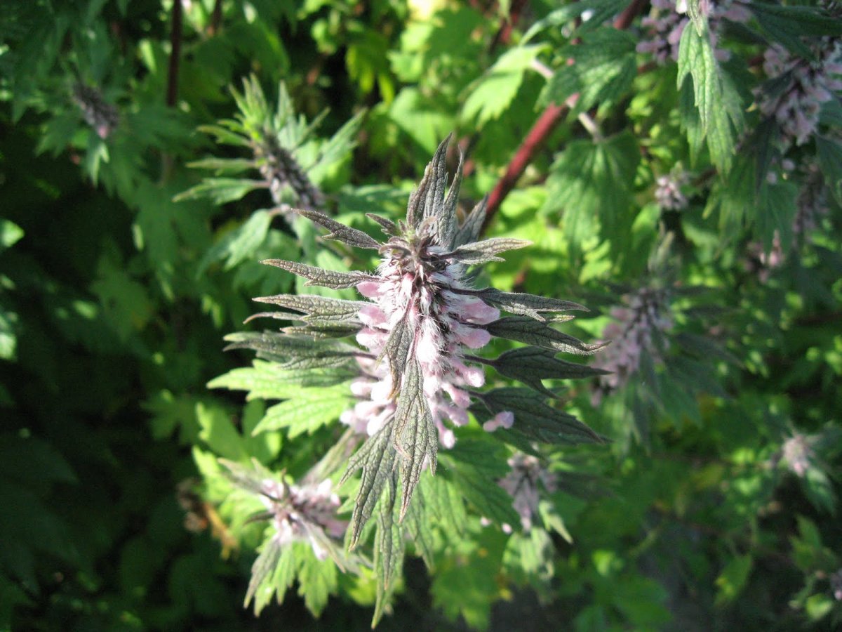 Пустырник настойка 25мл ФЛК