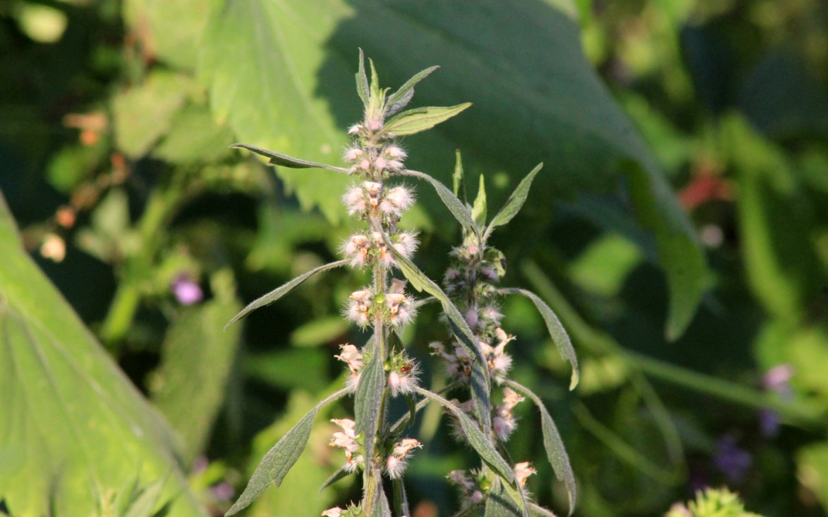 Пустырник фиолетовый