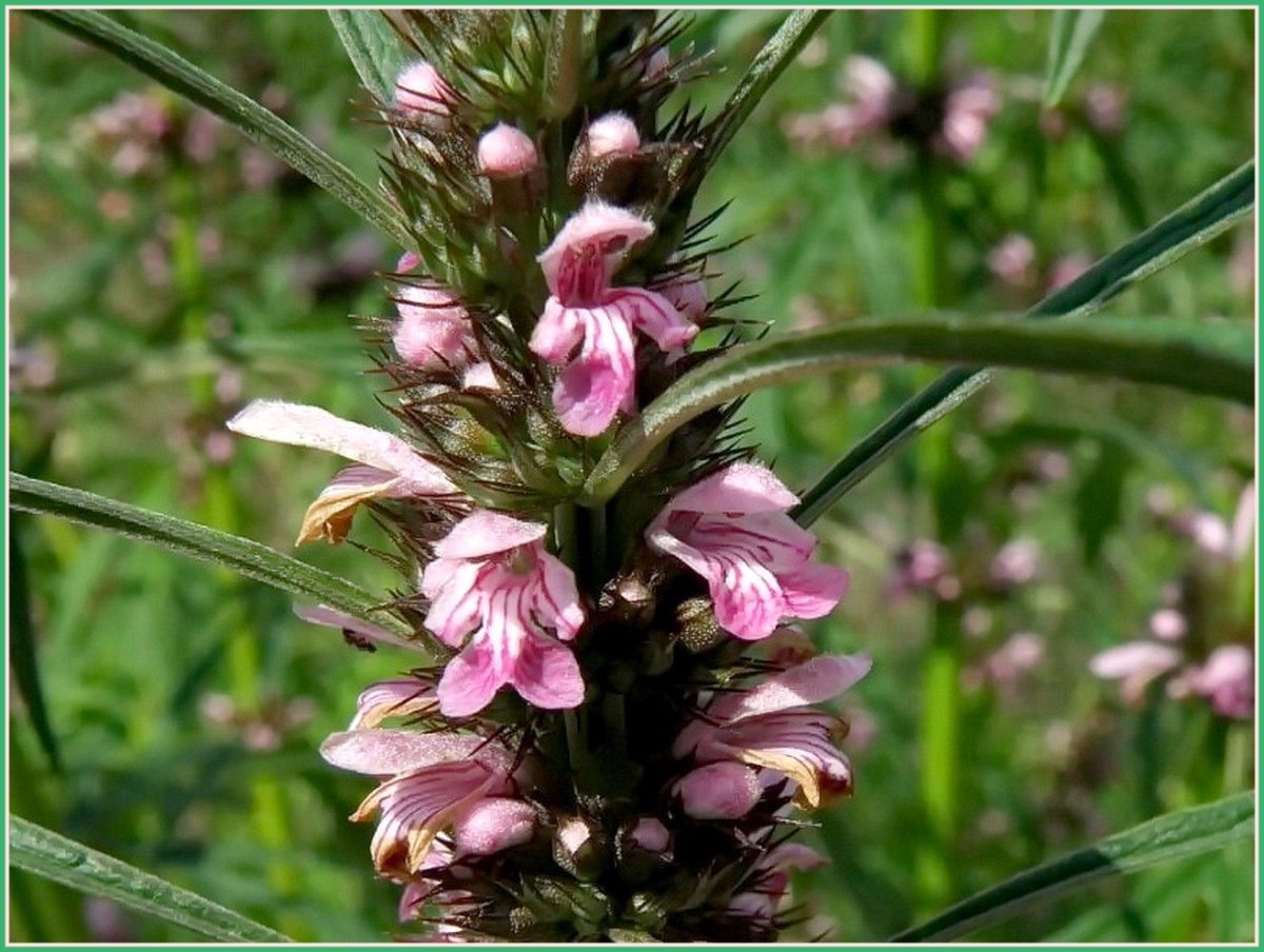 Валерьянка пустырник антистресс