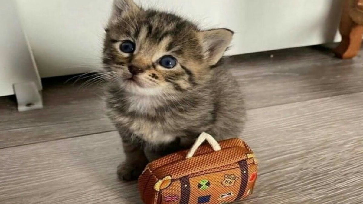 Кот с маленьким чемоданом