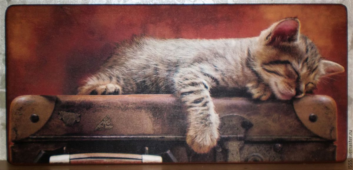 Кот с чемоданом