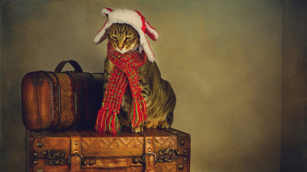 Котенок с чемоданом