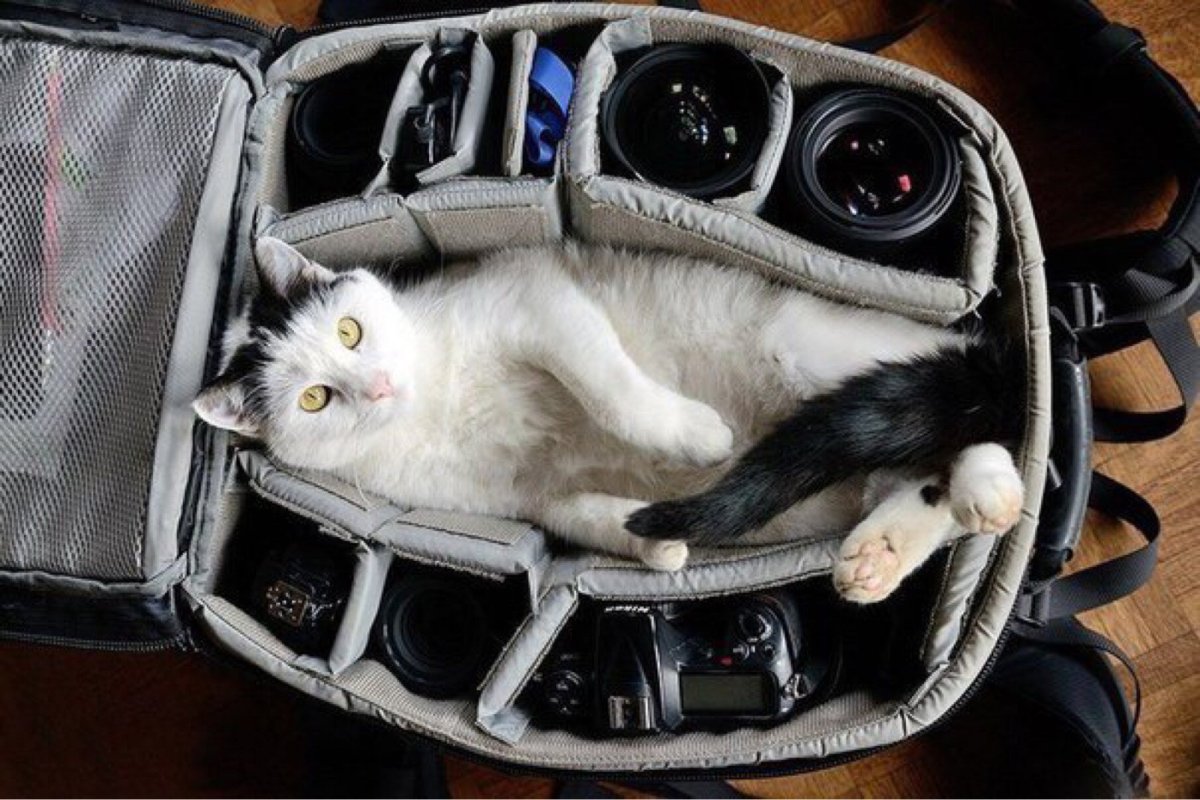 Дамская сумка для собачки