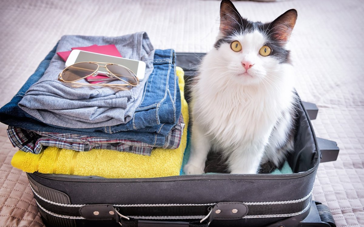 Кот идет с чемоданом