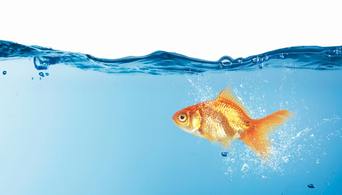 Золотая рыбка в синей воде