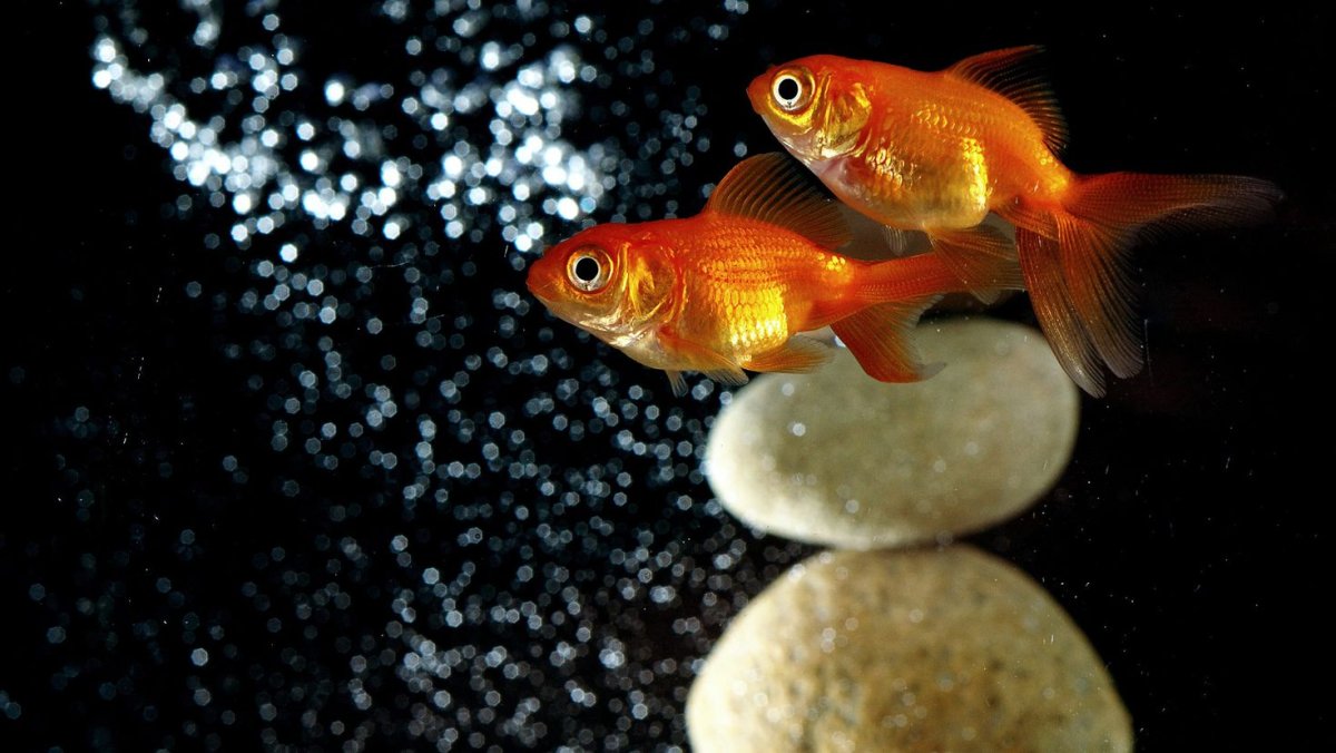 Золотая рыбка