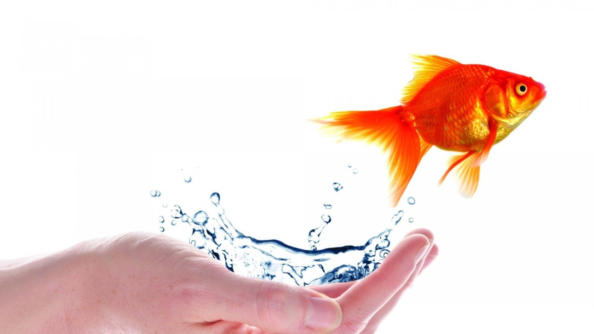 Золотая рыбка в ладони