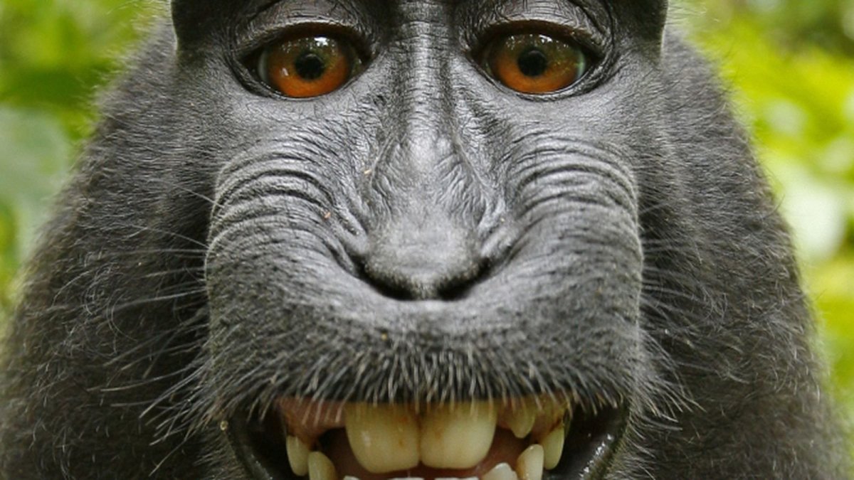 Обезьяна в очках