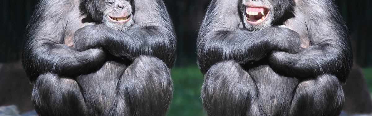 Обезьянка на долларе