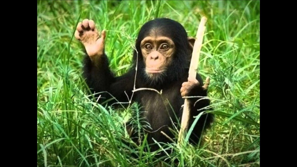 Обезьяна на заставку