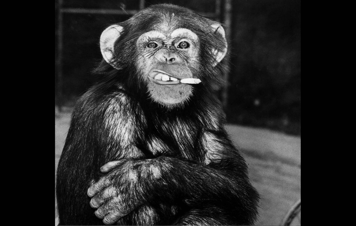 Картина 3 обезьяны