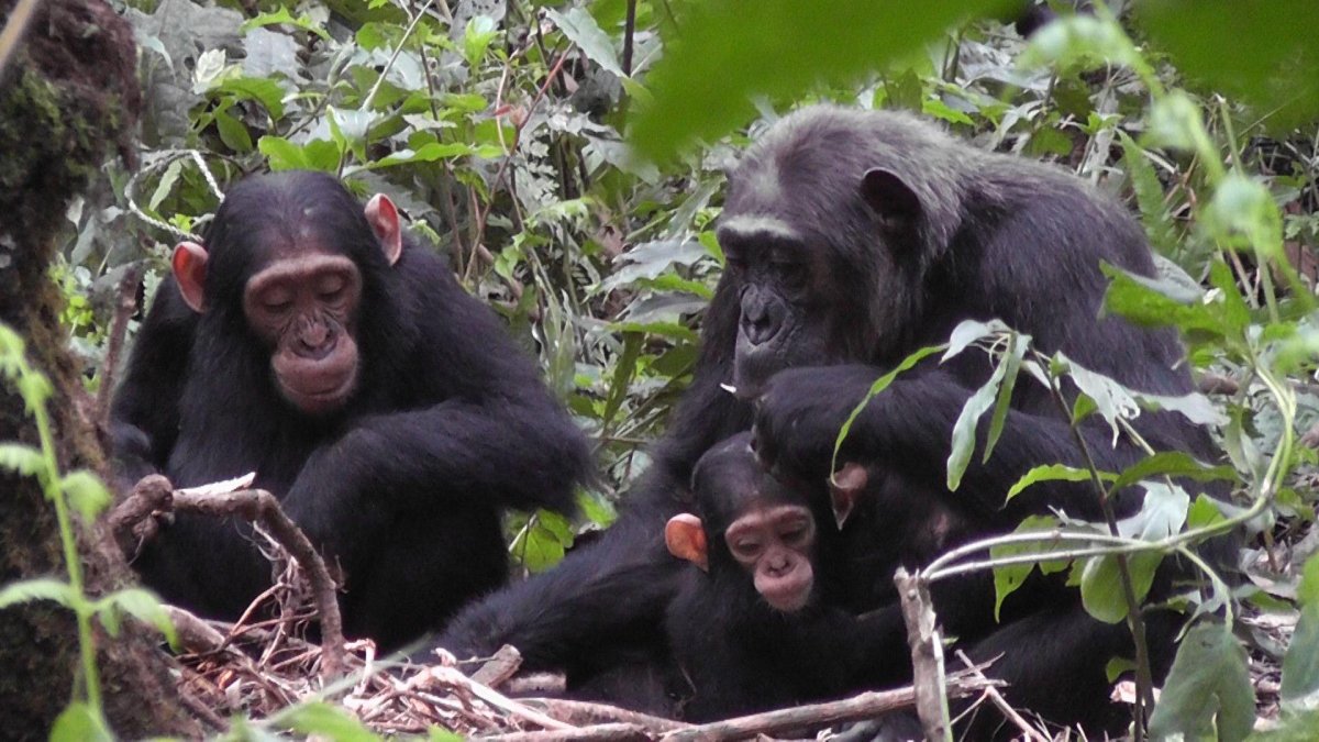 Девушка с обезьянкой