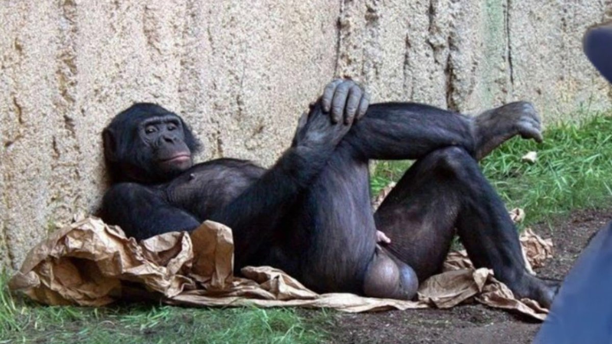 Мимика шимпанзе