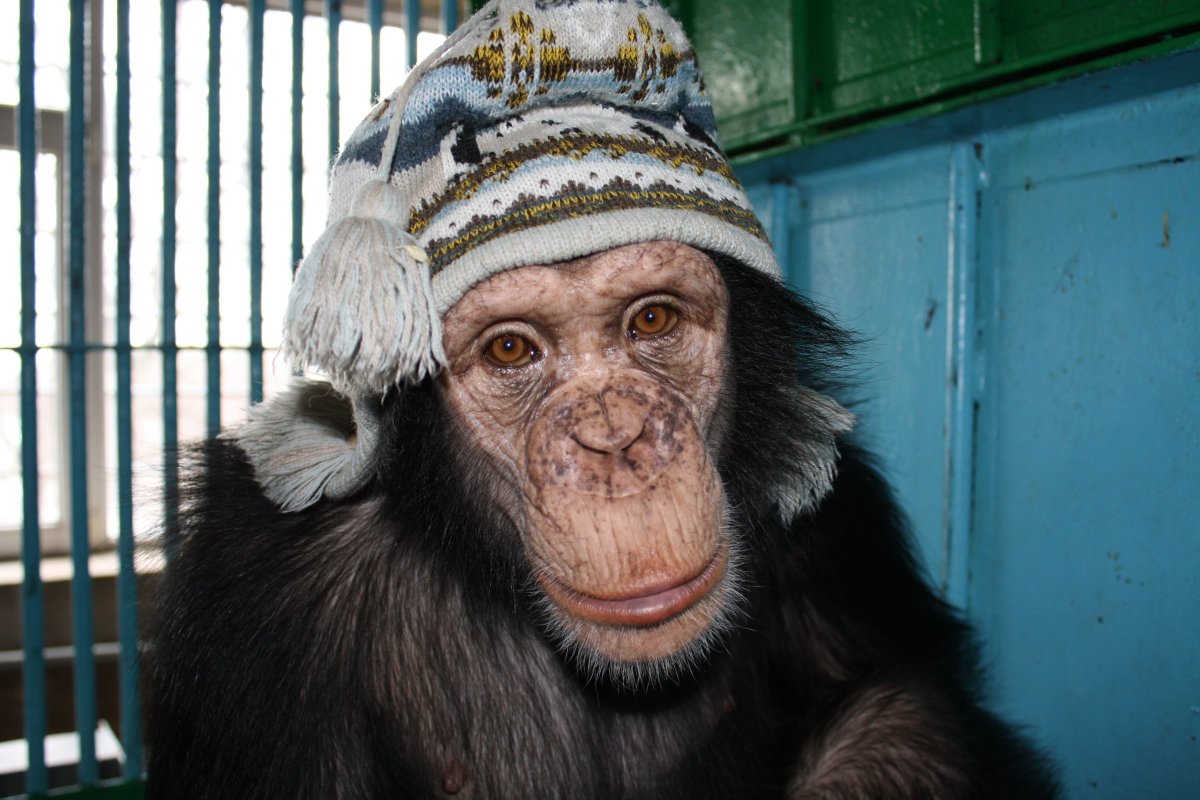 Очень смешные обезьяны