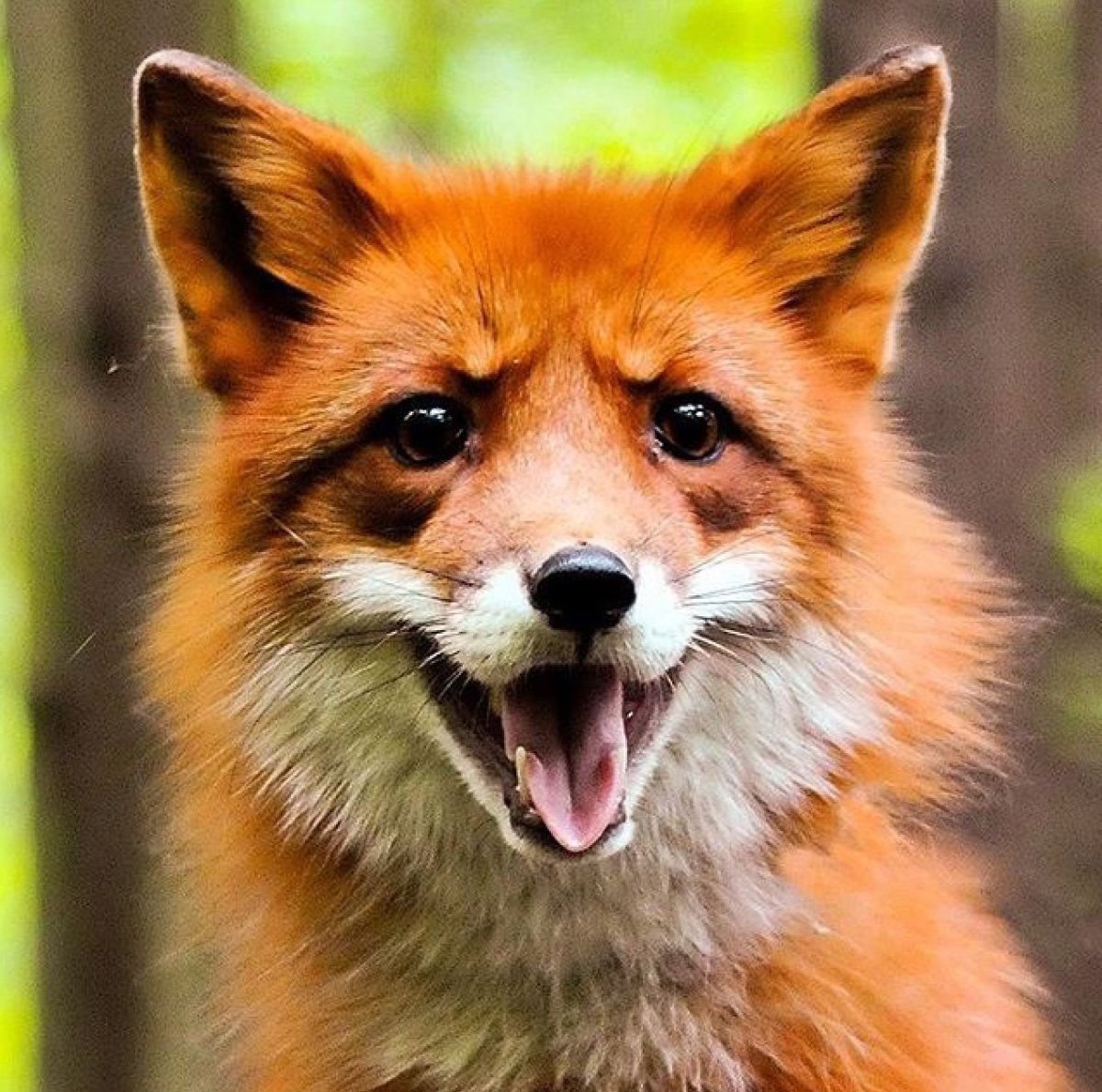 Обиженный Лис