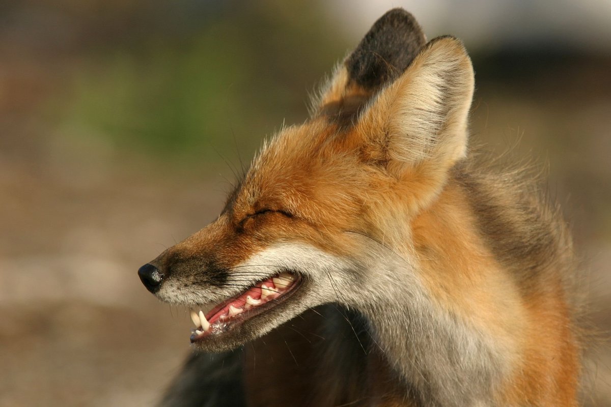 Лиса компьютерная Графика