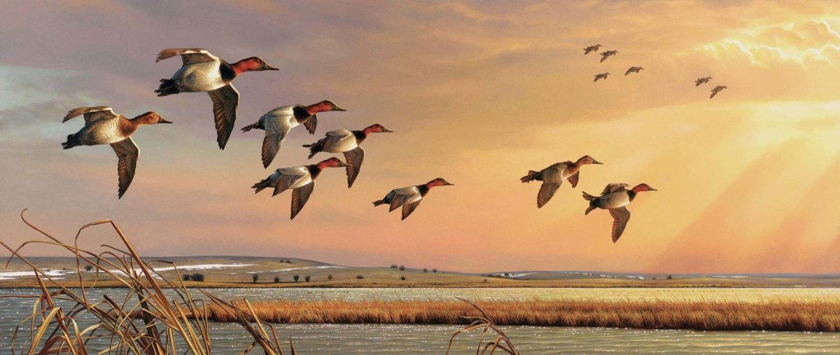 Утки улетают