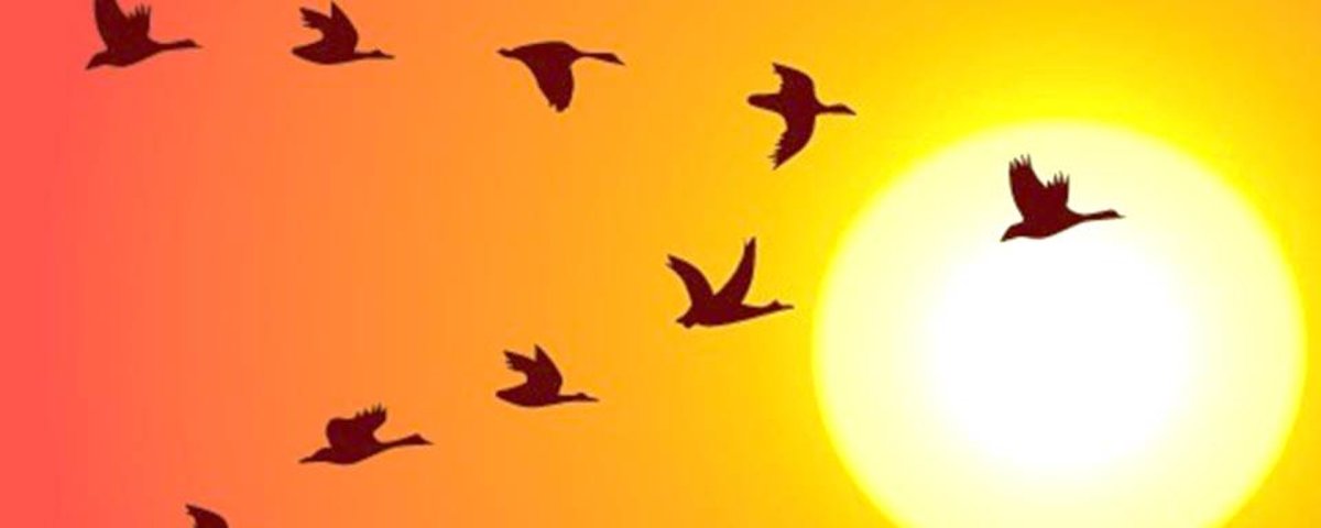 Рисунок Журавлиная стая на Восходе солнца