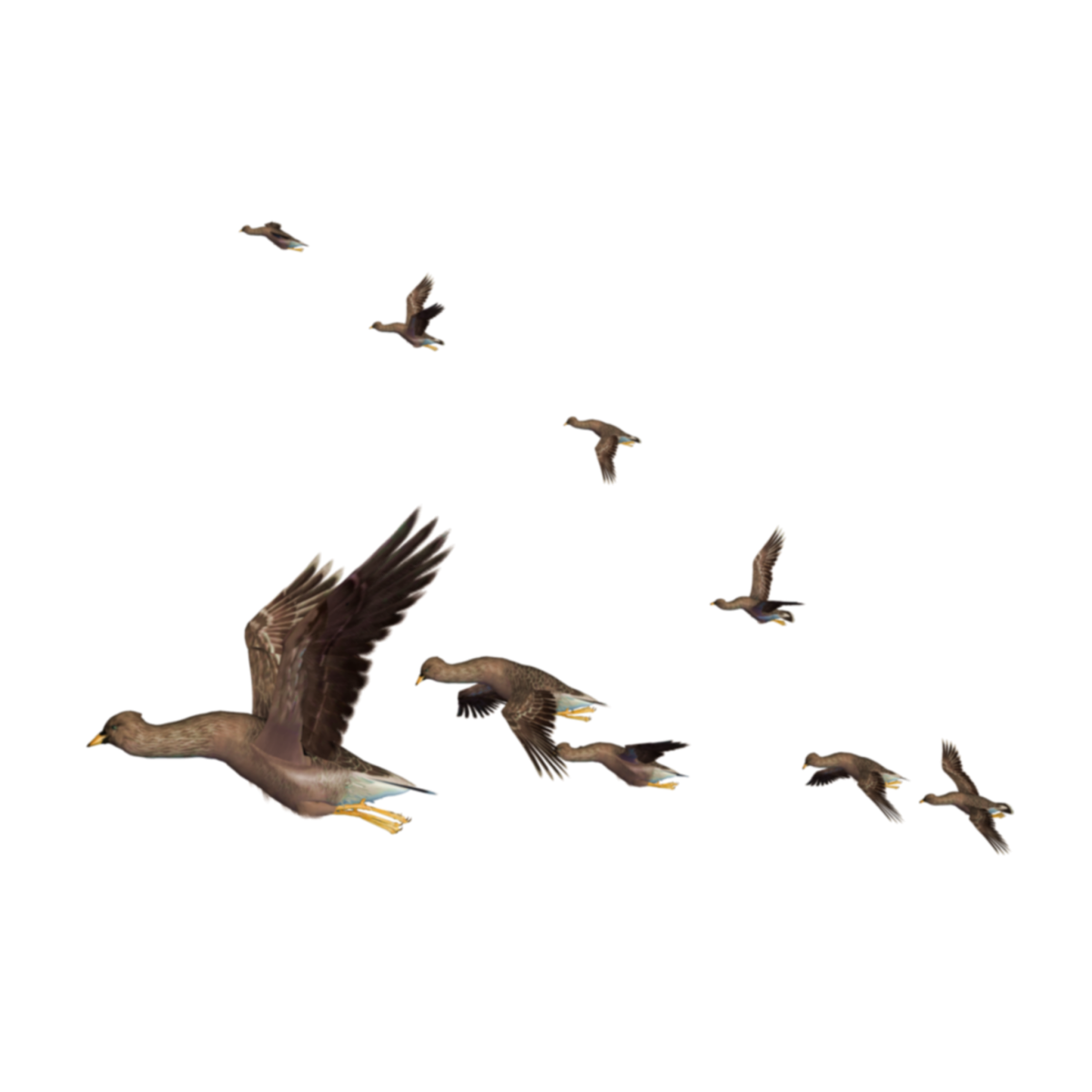 Перелетные птицы на прозрачном фоне