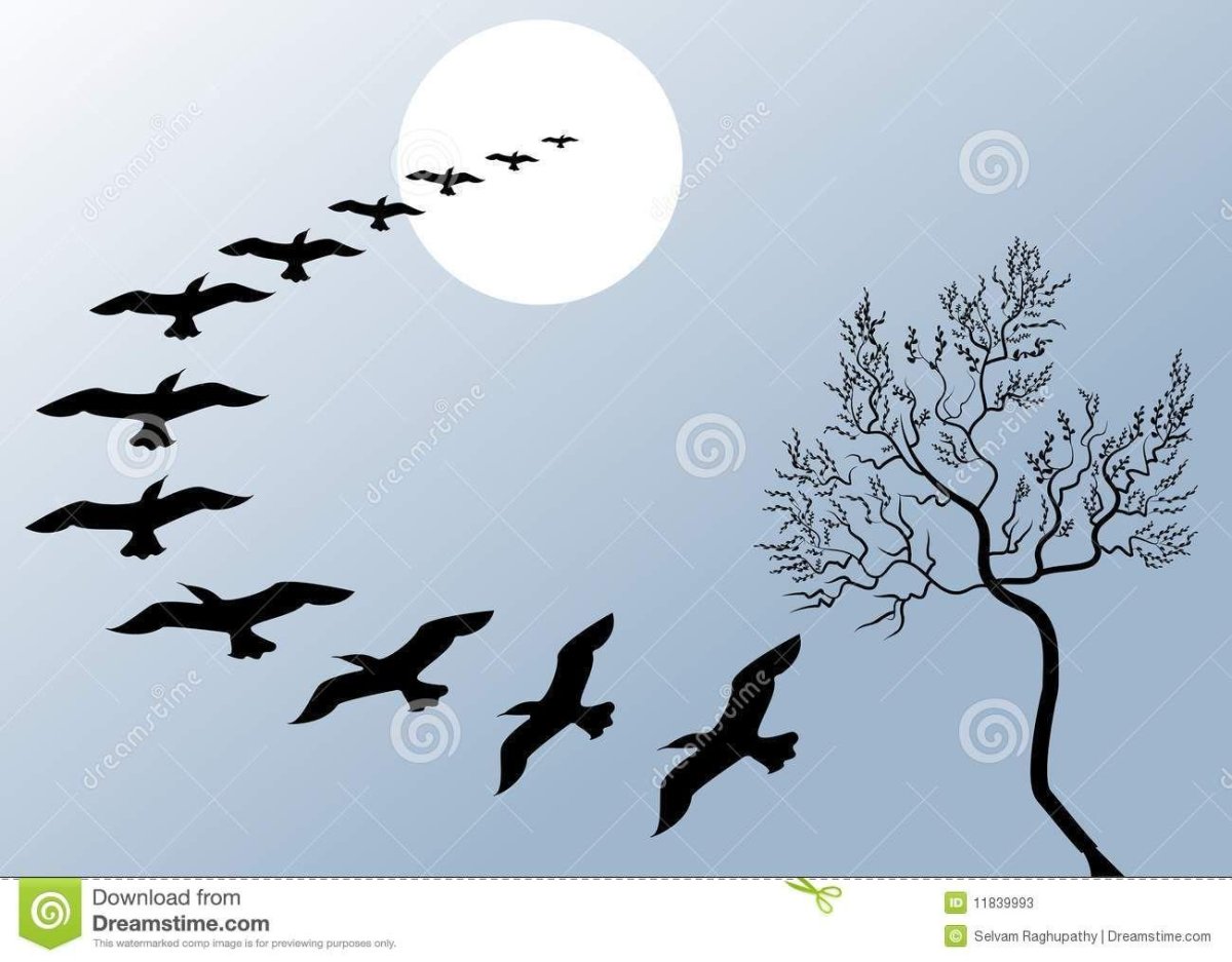 Ритм пятен птицы