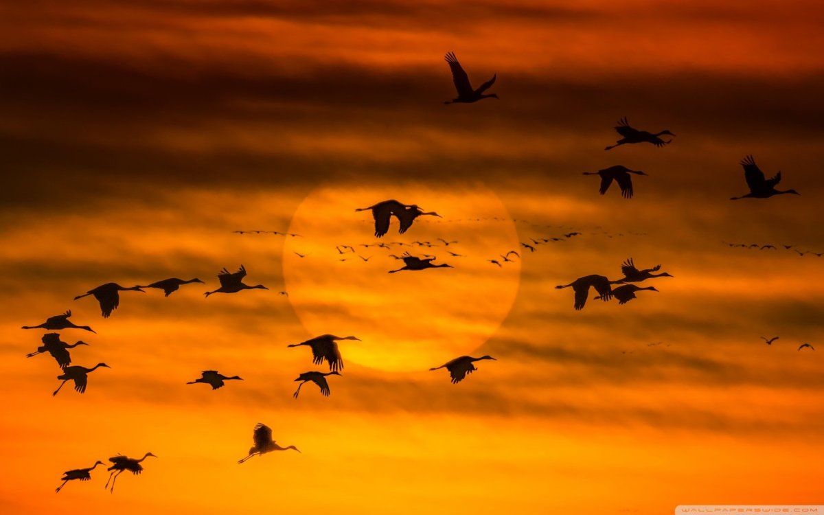 Стаи птиц улетают