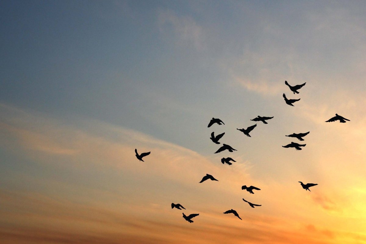 Птицы летящие в небе